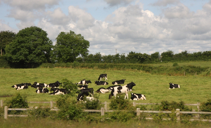 IMG_3524.jpg - Lazy Cows in County Cork