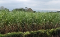 IMG_0602_edited-1