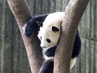Panda Breeding Research Center, Chengdu