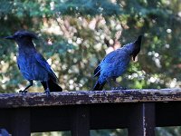 Stellar Jays visiting Gar Woods Grill