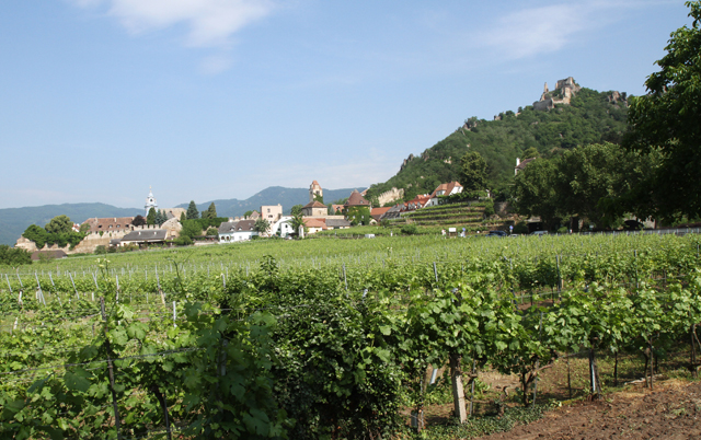 IMG_2970.jpg - Vineyards in Durnstein, Austria