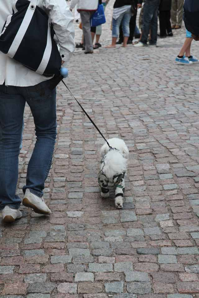 IMG_4253.jpg - Cute Puppie in camo rain gear