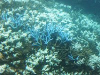Great Barrier Reef