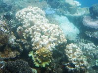 Great Barrier Reef