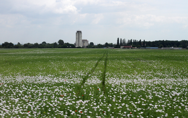 IMG_4542.jpg - Poppies in the Prague Countryside