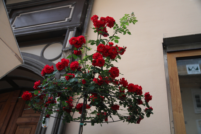 IMG_3383.jpg - Beautiful roses everywhere in Salazburg, Austria