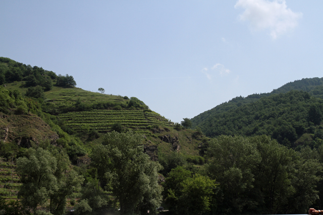 IMG_3018.jpg - Vineyards in the Wachau Valley
